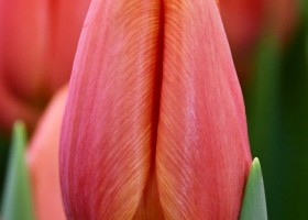 Tulipa Orange County (3)